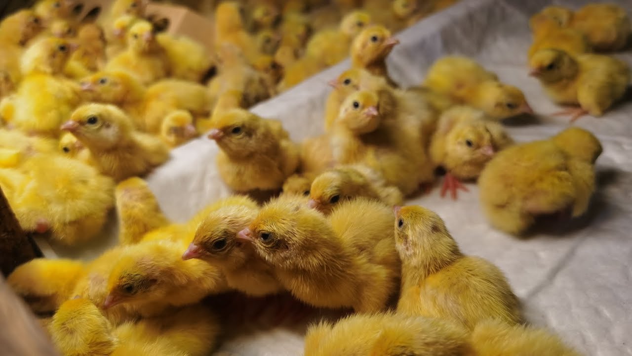 Как ухаживать за птицами перепелов с первых дней жизни. Магазинные яйца-позор!🤣🤣🤣