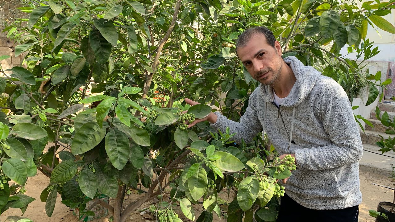 شجرة البوملي أو السندي ،،أطعم وأضخم ثمار الحمضيات 🍊 وزن الثمرة يتعدى الكيلو ، زراعتها والعناية بها