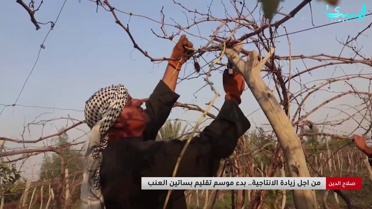صلاح الدين.. بدء موسم تقليم العنب