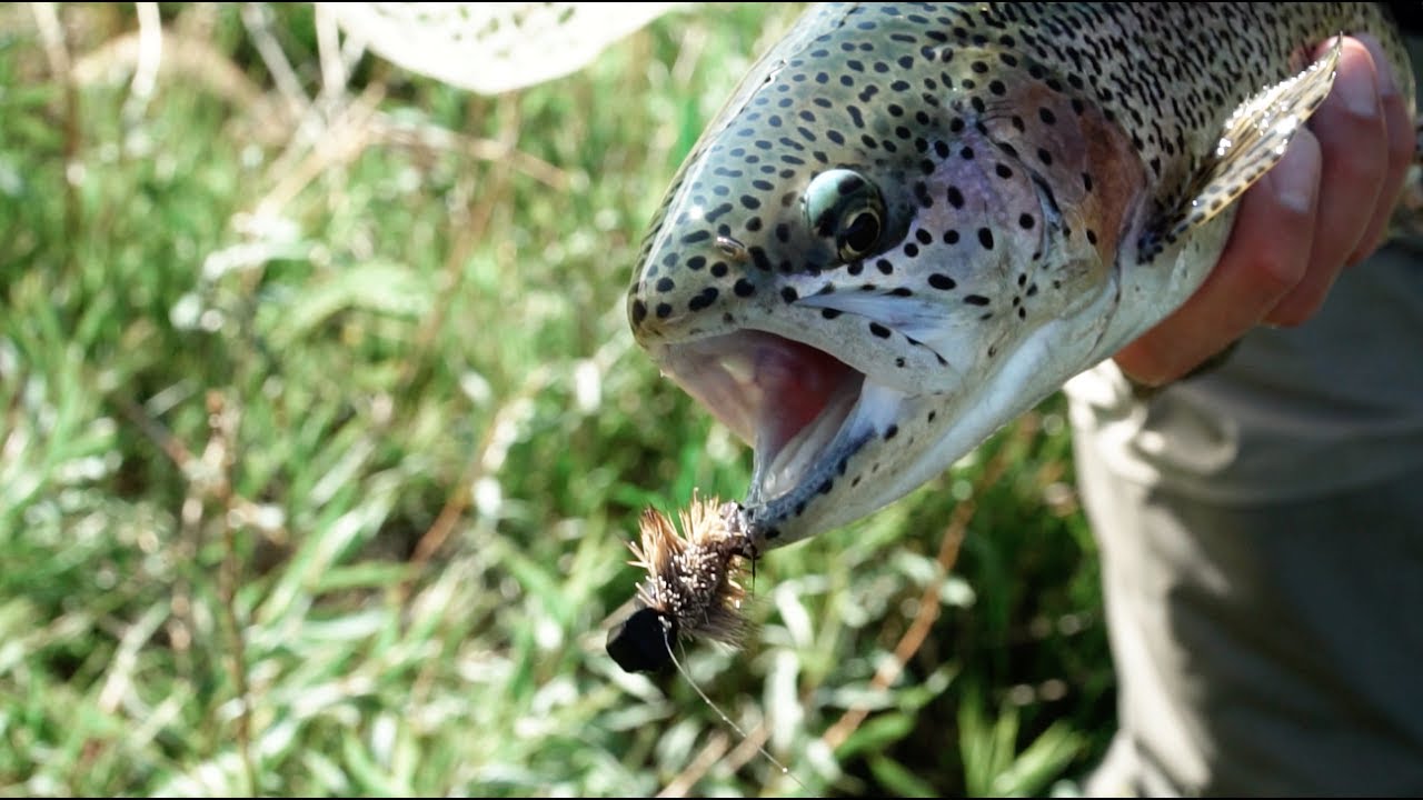 Trouts Fly Fishing: Colorado Rainbow Trout Eats Mouse Fly