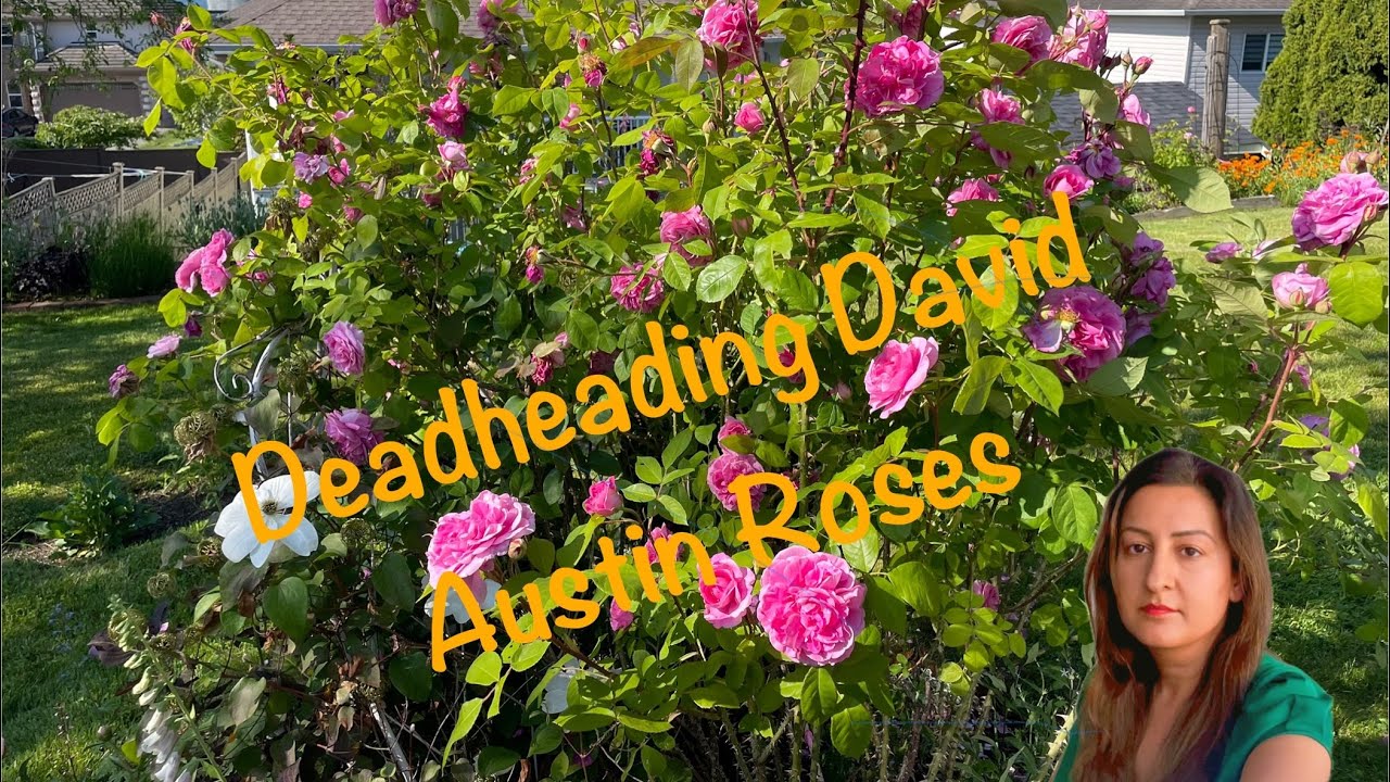 Deadheading & Fertilizing My David Austin Roses for Beautiful Blooms ✂️🥀