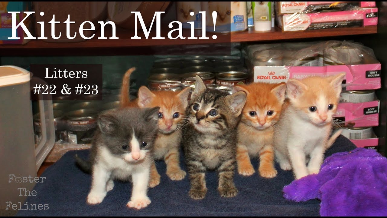 Kitten Mail! Playing Kittens, Gifts & Thank You's ~ Foster Litters #22   