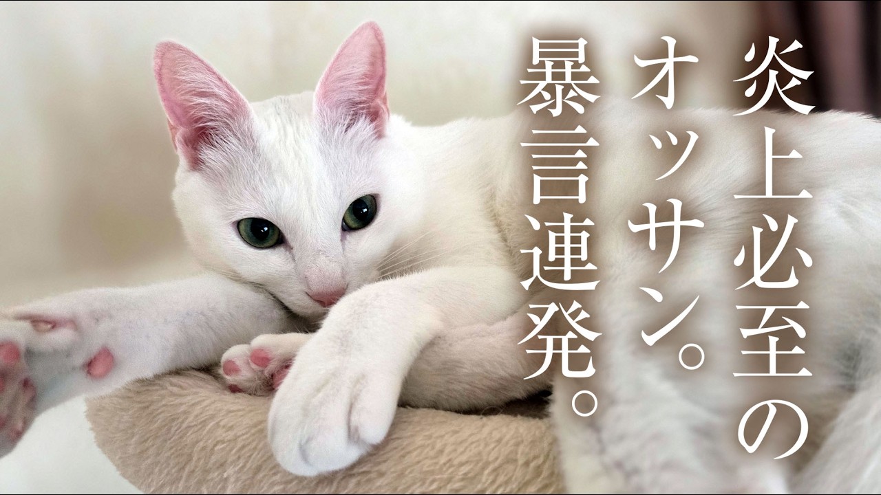 【炎上覚悟】口の悪いオッサンが、泥酔して大暴れ・・・😂愛猫のシロも呆れ顔です😂