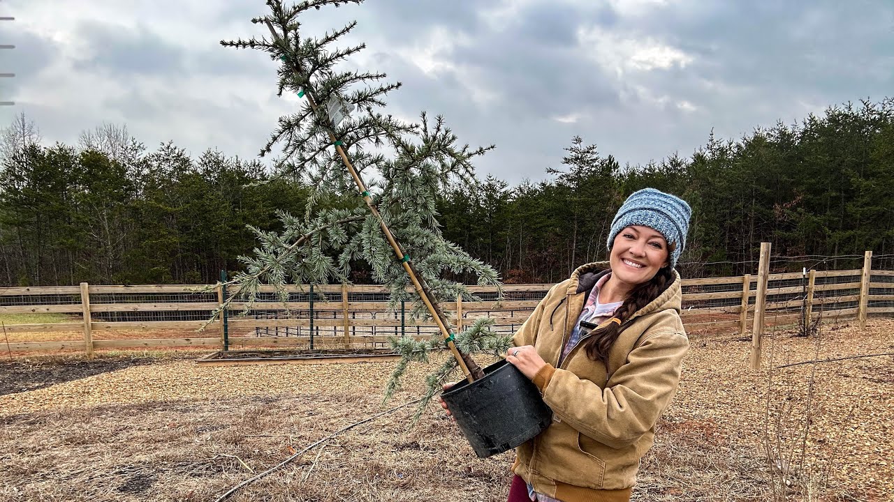 Planting a Hortsmann Blue Atlas Cedar