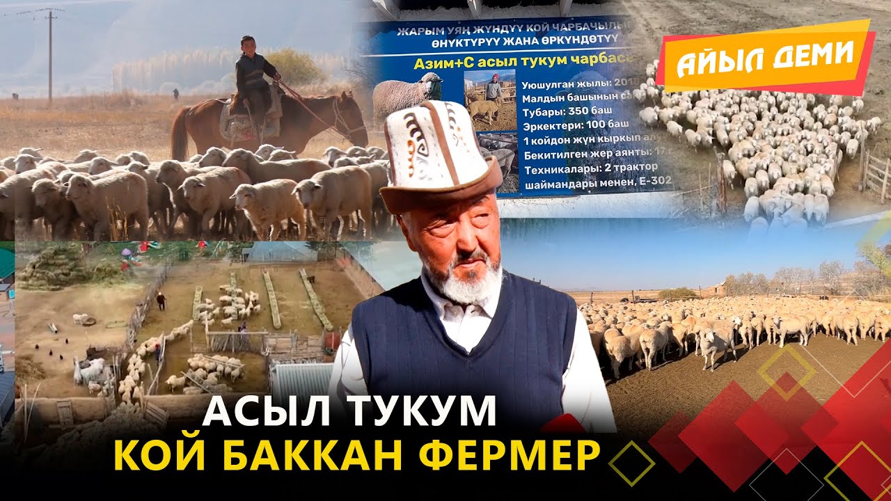 Асыл тукум кой баккан фермер // АЙЫЛ ДЕМИ берүүсү