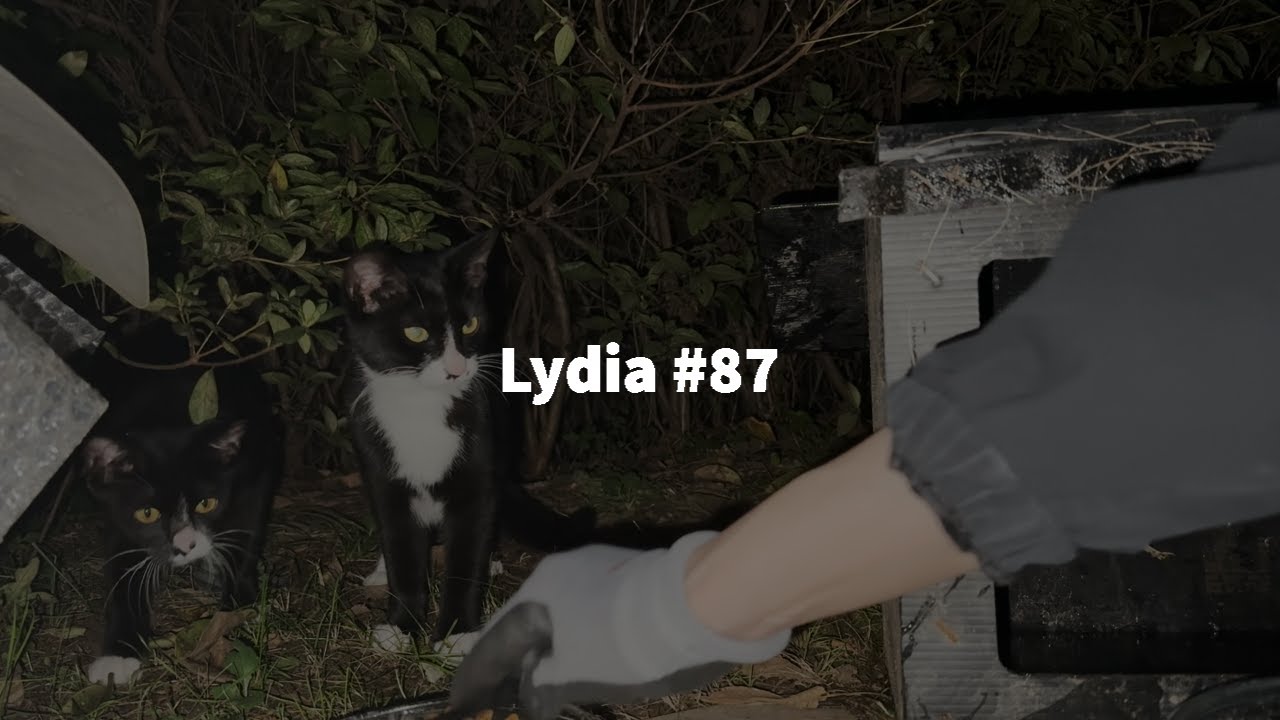 [ENG] Lydia vlog #87| 귀가 잘려서 사료를 먹으러 찾아온 아깽이들 | 25년 10월 길냥이 급식소 근황