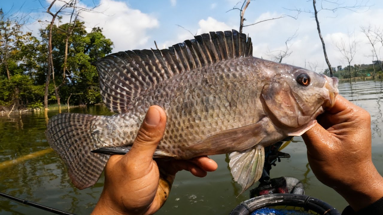 LAGI DAN LAGI‼️IKAN NILA BABON MENGUJI JORANKU 🔥😰 || mancing ikan nila di waduk gongseng
