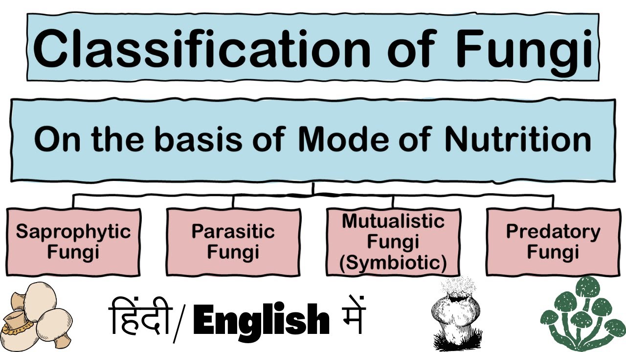 Classification of Fungi on the Basis of Mode of Nutrition in Hindi