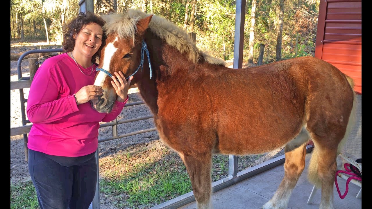 Horse Grooming: How to Wash A Horse