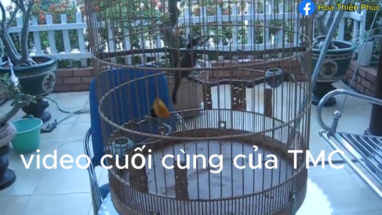 HUYỀN THOẠI CHÀO MÀO THIẾT MỘC CHÂN | Thiên Phúc - Hồ sơ chiến binh