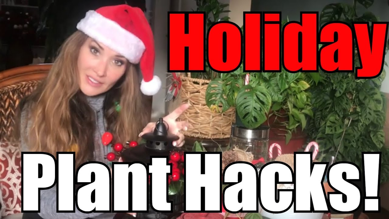 How to Wrap Plant Gifts! |Holiday Plant Wrapping Hacks! |Fun Plant Gift Ideas |Unique Plant Presents