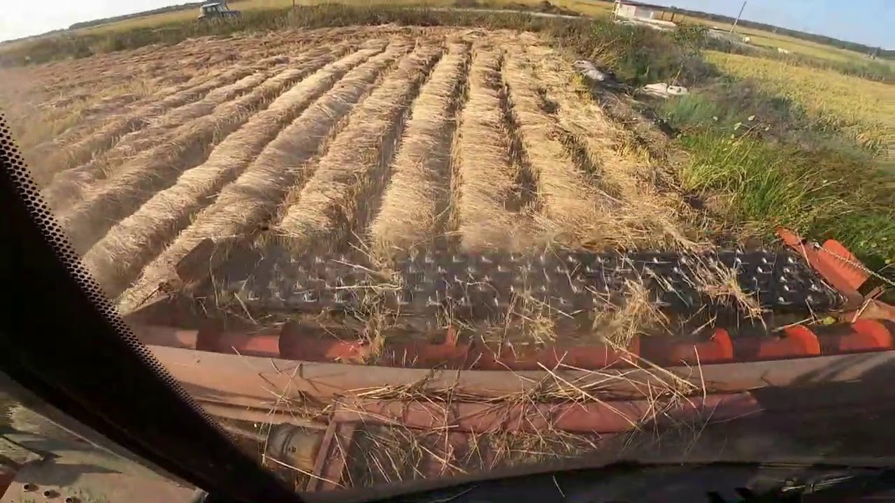 Fosforcuk ile çeltik hasatı / Laverda 21.50