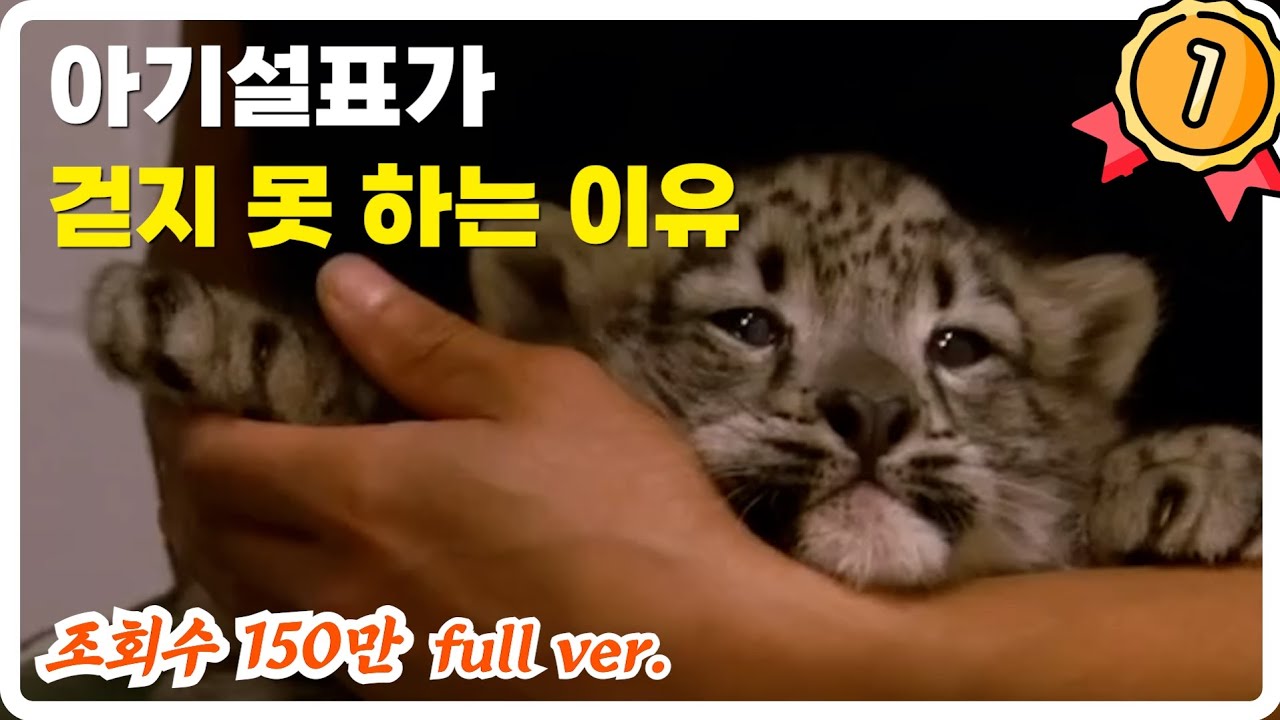 이 아기 설표가 도무지 걷지를 못하는 이유