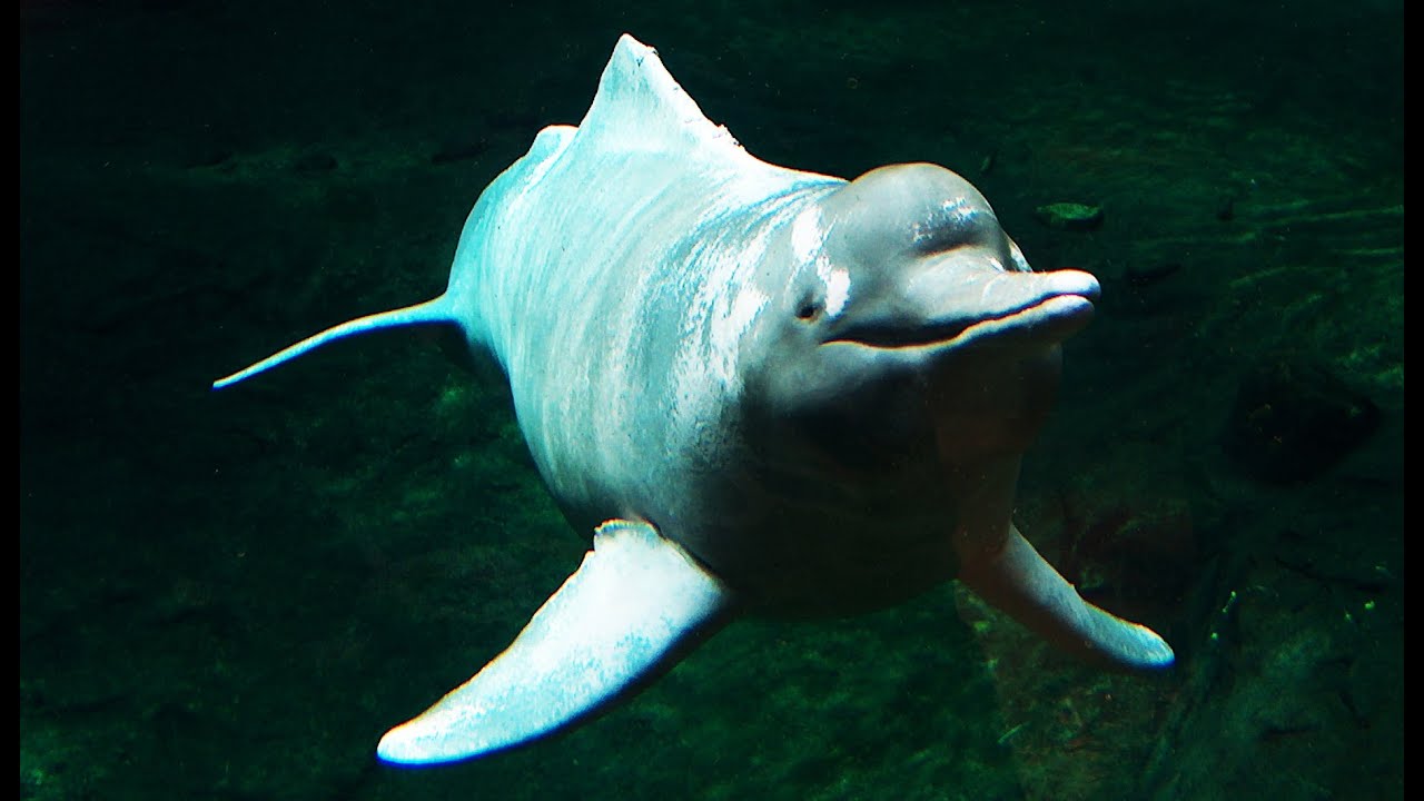 Амазонский дельфин / Речной дельфин в зоопарке Дуйсбурга (Германия)