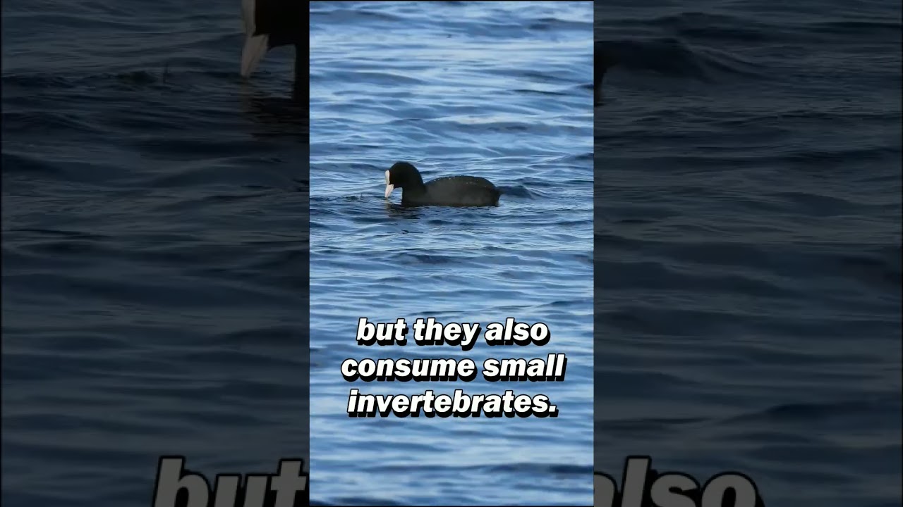 Eurasian coot #youtubeshorts #shorts #biology #nature #wildlife #bird #birds #Eurasiancoot #birding