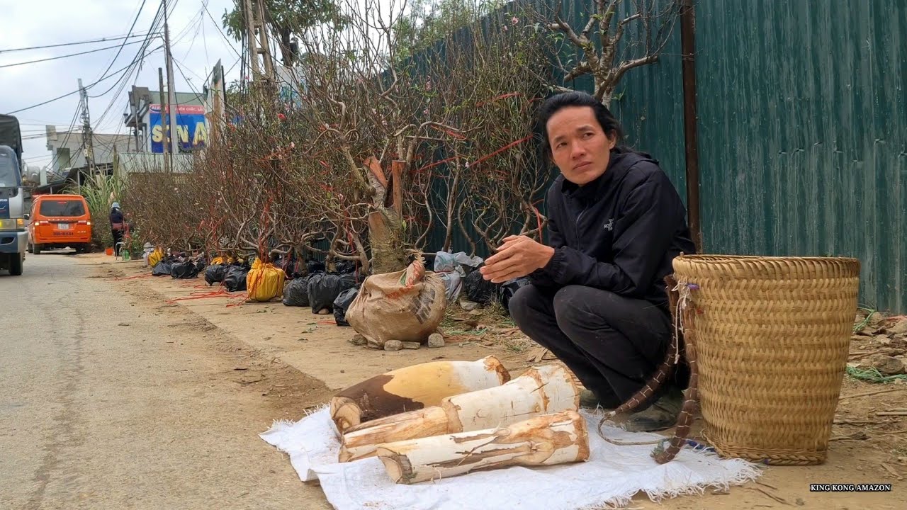 Harvesting forest palm trees and bring them to the market to sell, king kong amazon, Fp 310