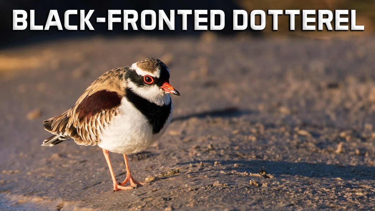 Black-fronted Dotterel : A Tiny Australian Plover with Unique Foraging