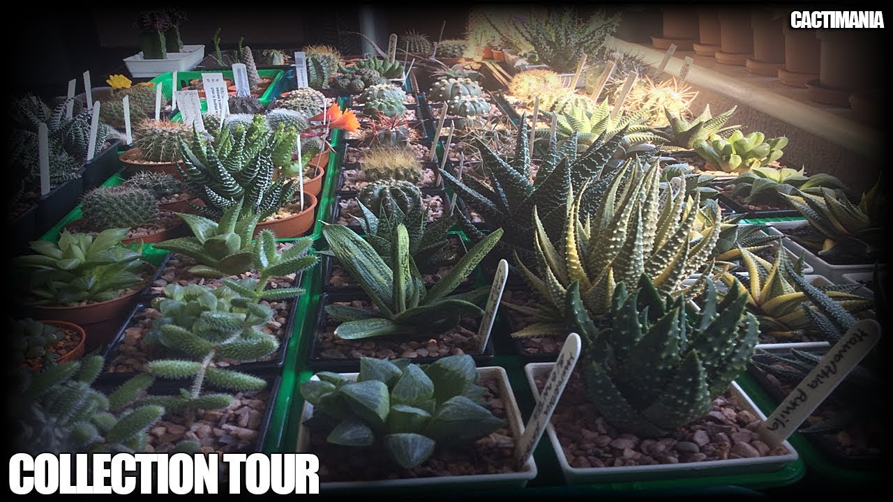 Cactus & Succulent Collection Tour - April 2019