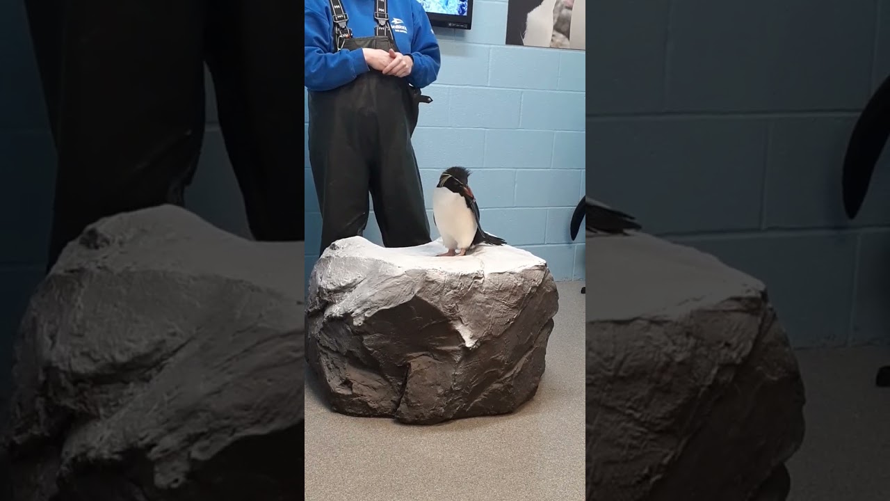 SeaWorld San Antonio's behind-the-scenes with a penguin we got to pet him :0)