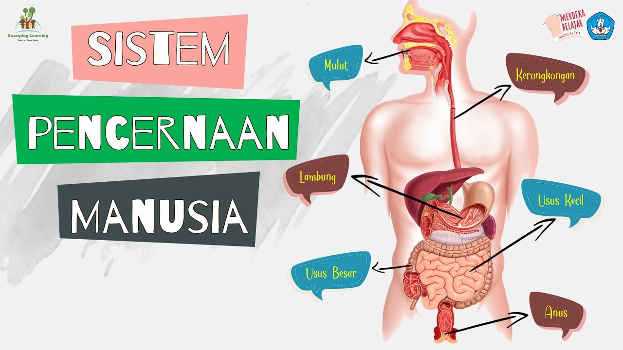 SISTEM PENCERNAAN MANUSIA (Kelas 5 IPA)