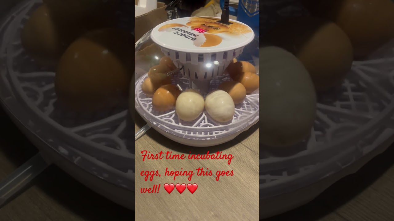 Smart Incubator First Use #eggs #chickens #ducks #incubator #homesteadingvlog #homesteading #Smart