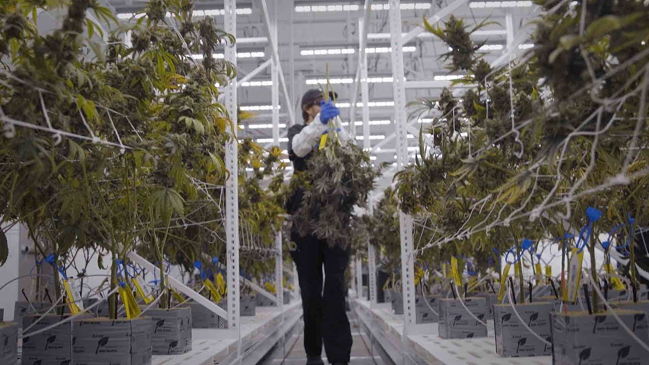 The Early Stages of Ohio's Medical Marijuana Business