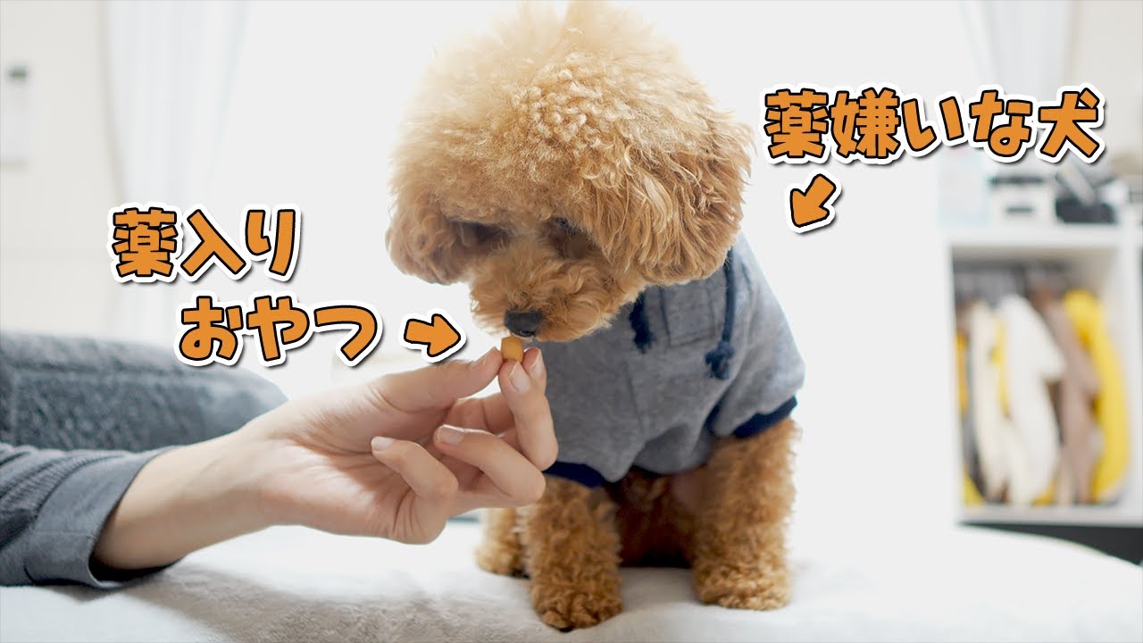 投薬用おやつ「ちゅ～るポケット」で薬嫌いの愛犬を騙せるかやってみた！