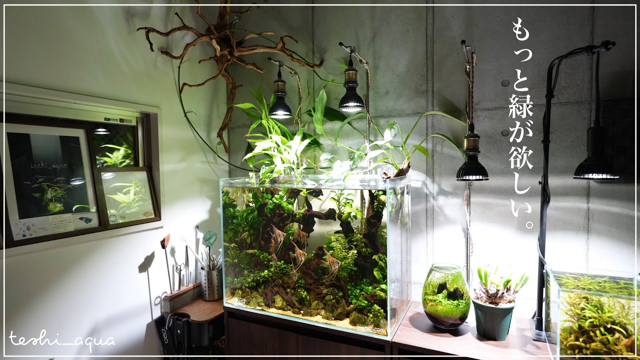 【アクアリウム】60cm水槽の緑化で忙しい。追いアヌビアスしていく/aquarium/vlog/#34