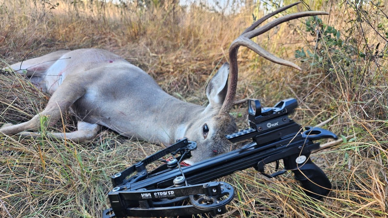 Can I Kill a Big Buck with a Pistol Crossbow 