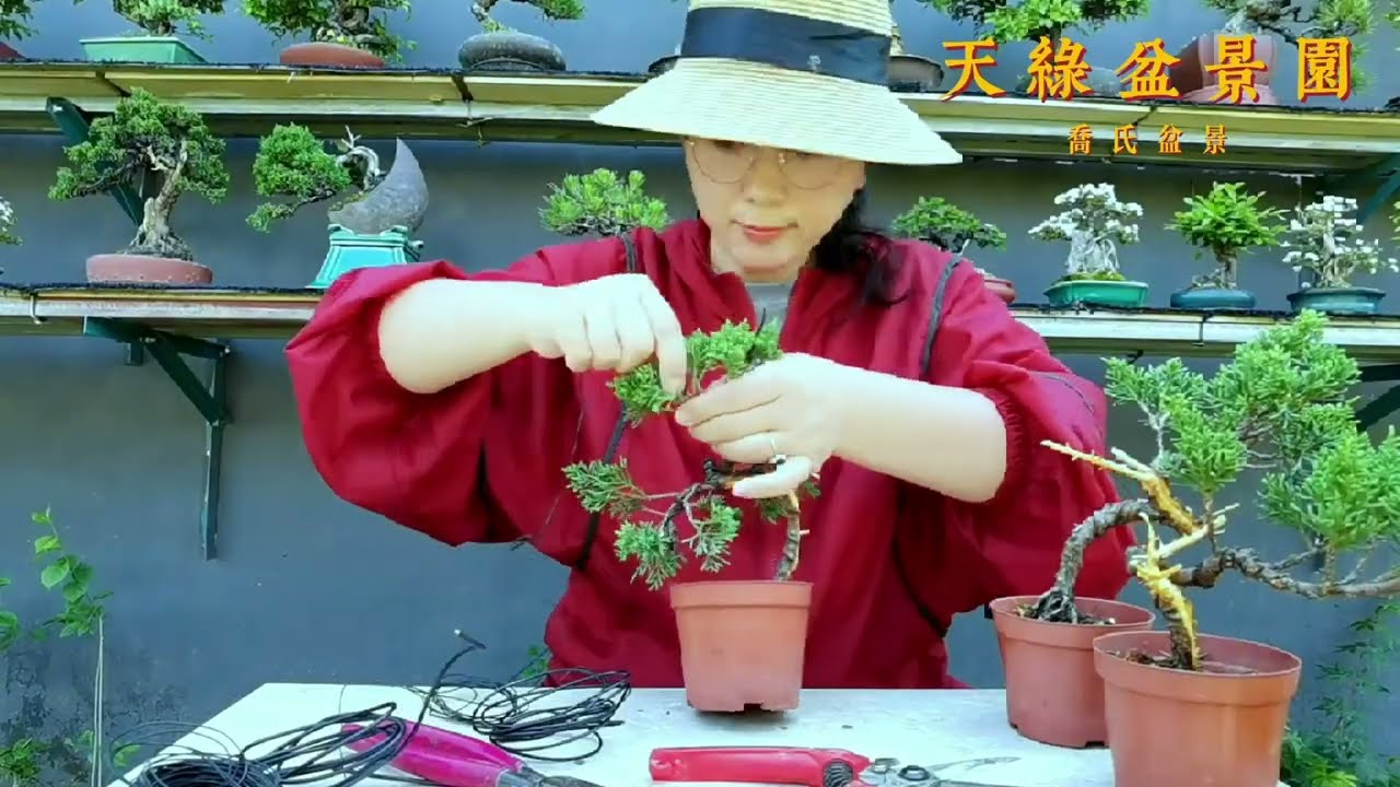 柏树盆景再小的桩胚也可以做出大树的形态来，济州真柏攀扎制作
