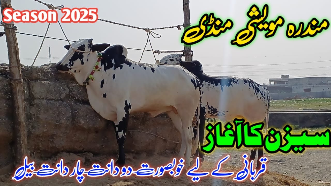 Latest update Mandra mandi !! Season 2025 !! Qurbani collection 2025