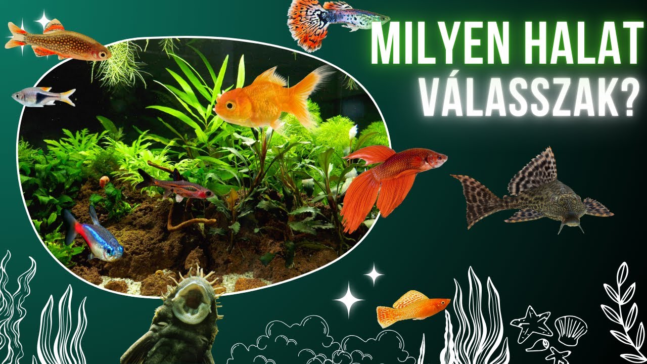 Akvárium karbantartása - 3 rész: halak kiválasztásának szempontjai