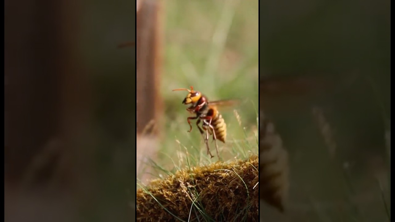 Hornet Interaction Patterns | AI Creature Simulation 