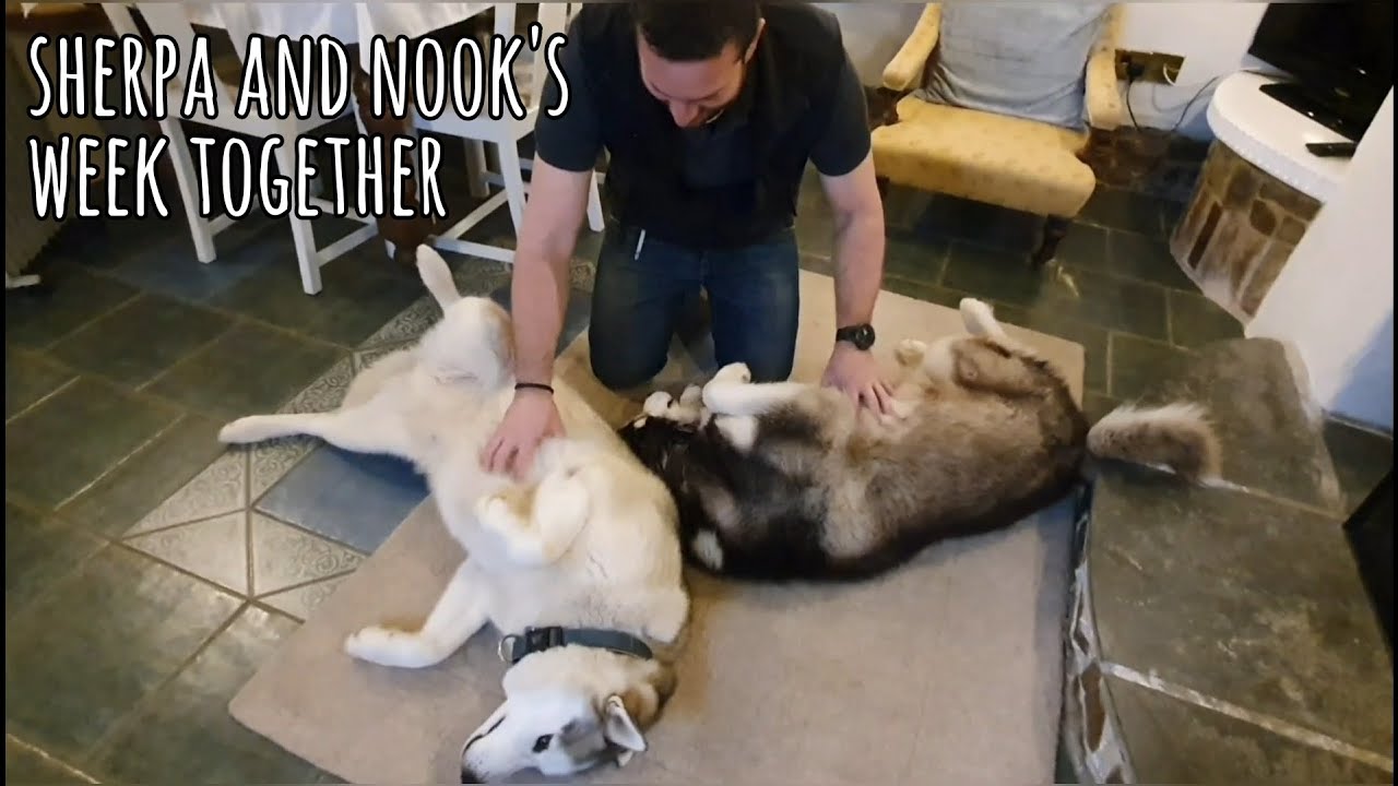 Sherpa and Nook share a house and garden for the first time on holiday (back in January)