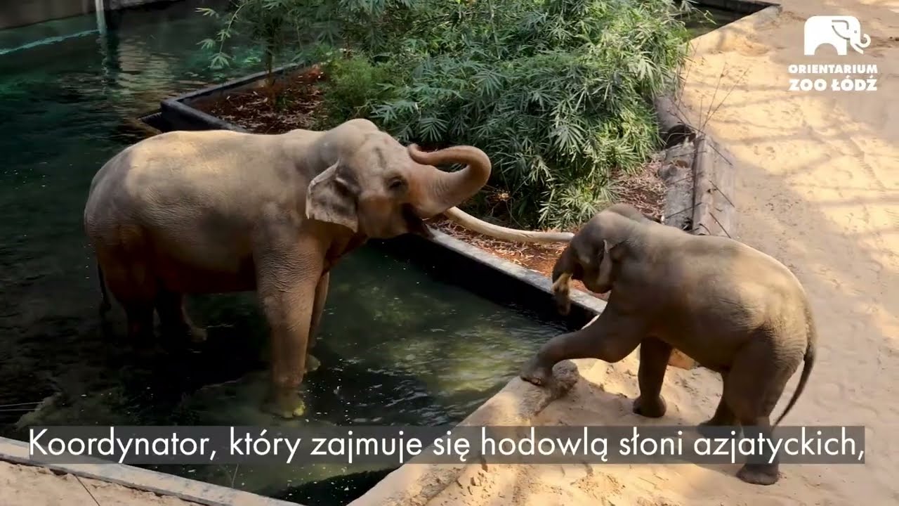 Słoń Aleksander z łódzkiego Orientarium