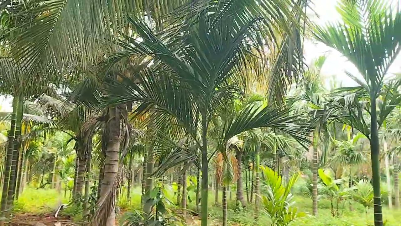 60 gunt agriculture farm land for sale ph 8971607967.