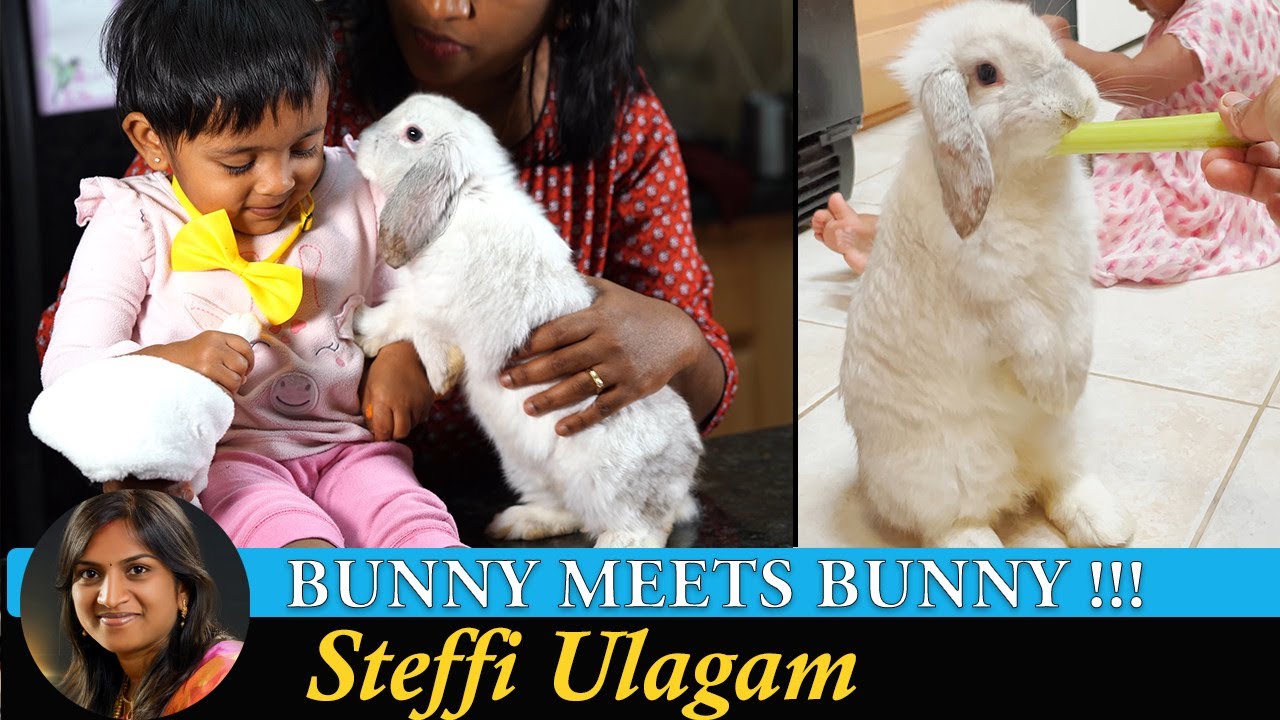 Bunny meets Bunny | Hoppy is Home | Steffi Ulagam