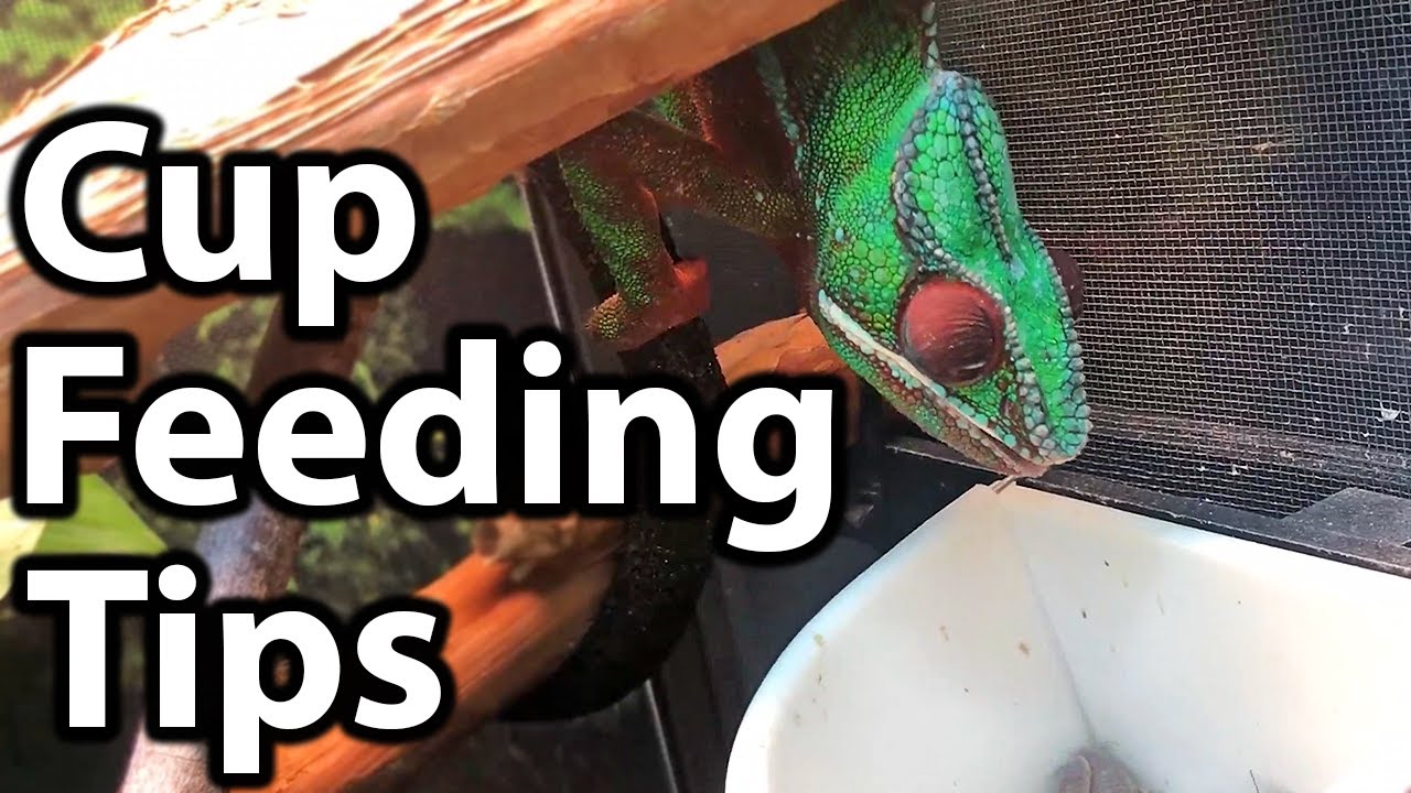 Как кормить хамелеона из чашки | Советы и рекомендации
