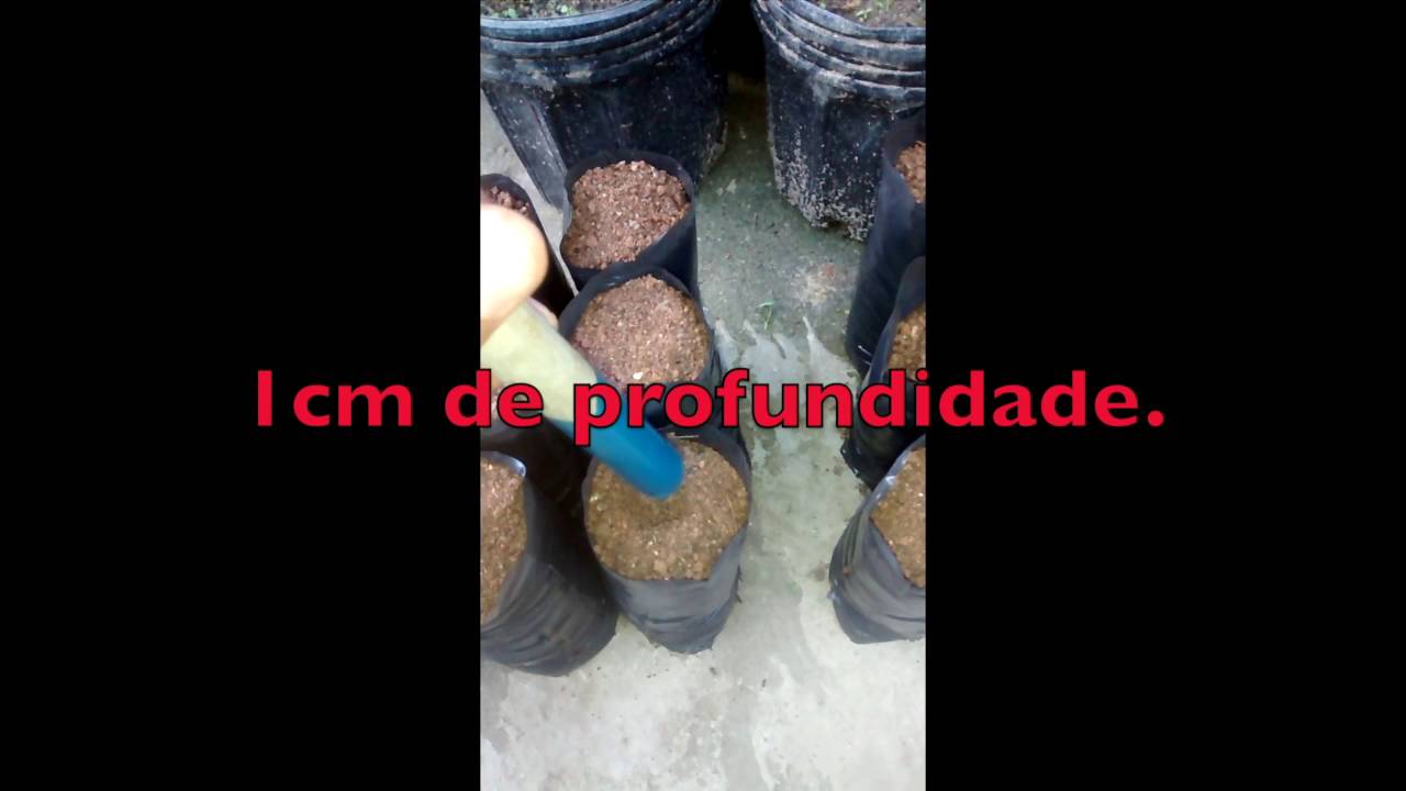 Cultivo caseiro maracujá – A série:   semeadura