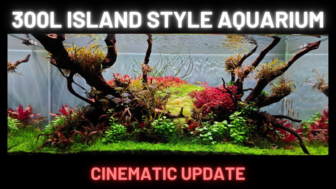 Island style 300l nature aquarium - Cinematic Update
