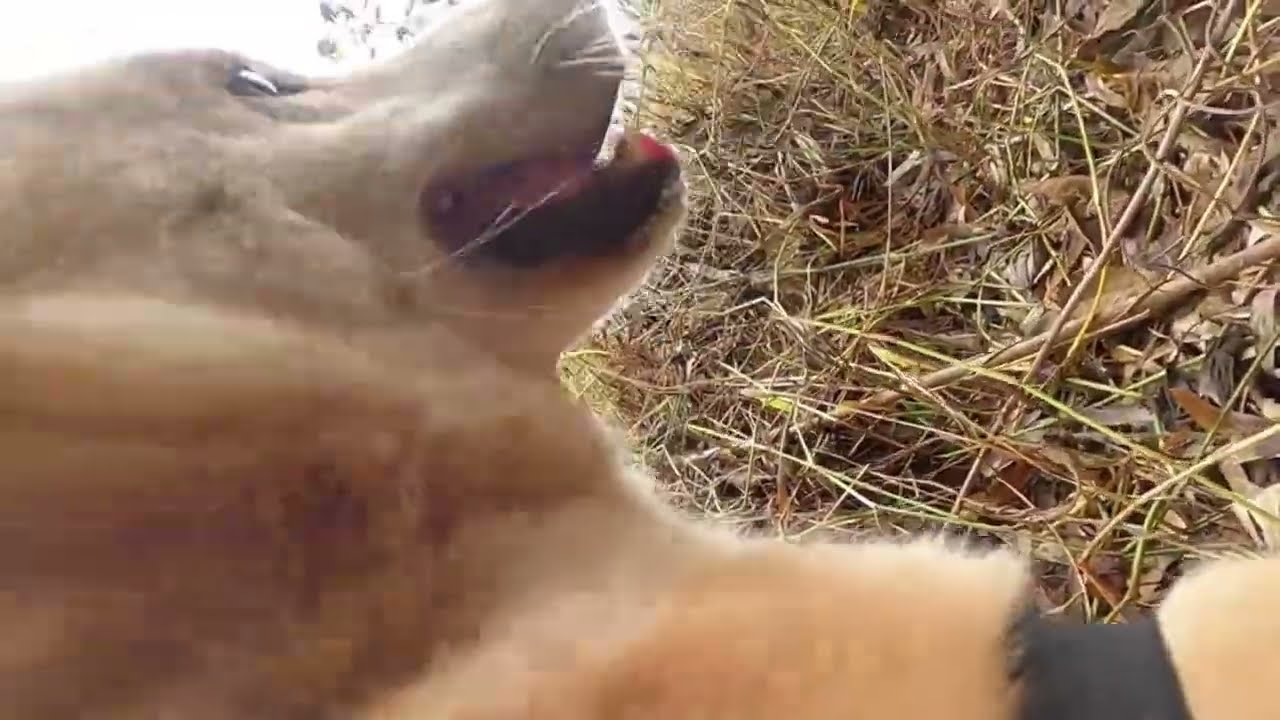 I Put the GolPro On My Dogs To Make The Video 📹 🐕#love #cute #dog #pets #free #funny #friends
