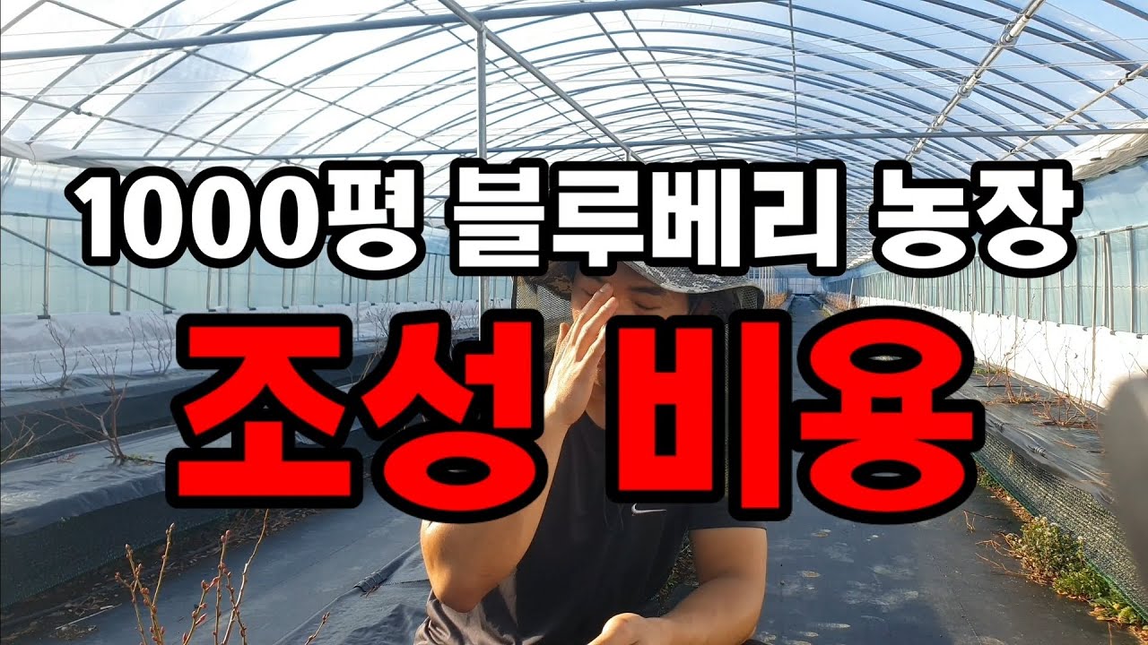 1000평 블루베리 농장 조성 비용 / 블루베리 청년농부