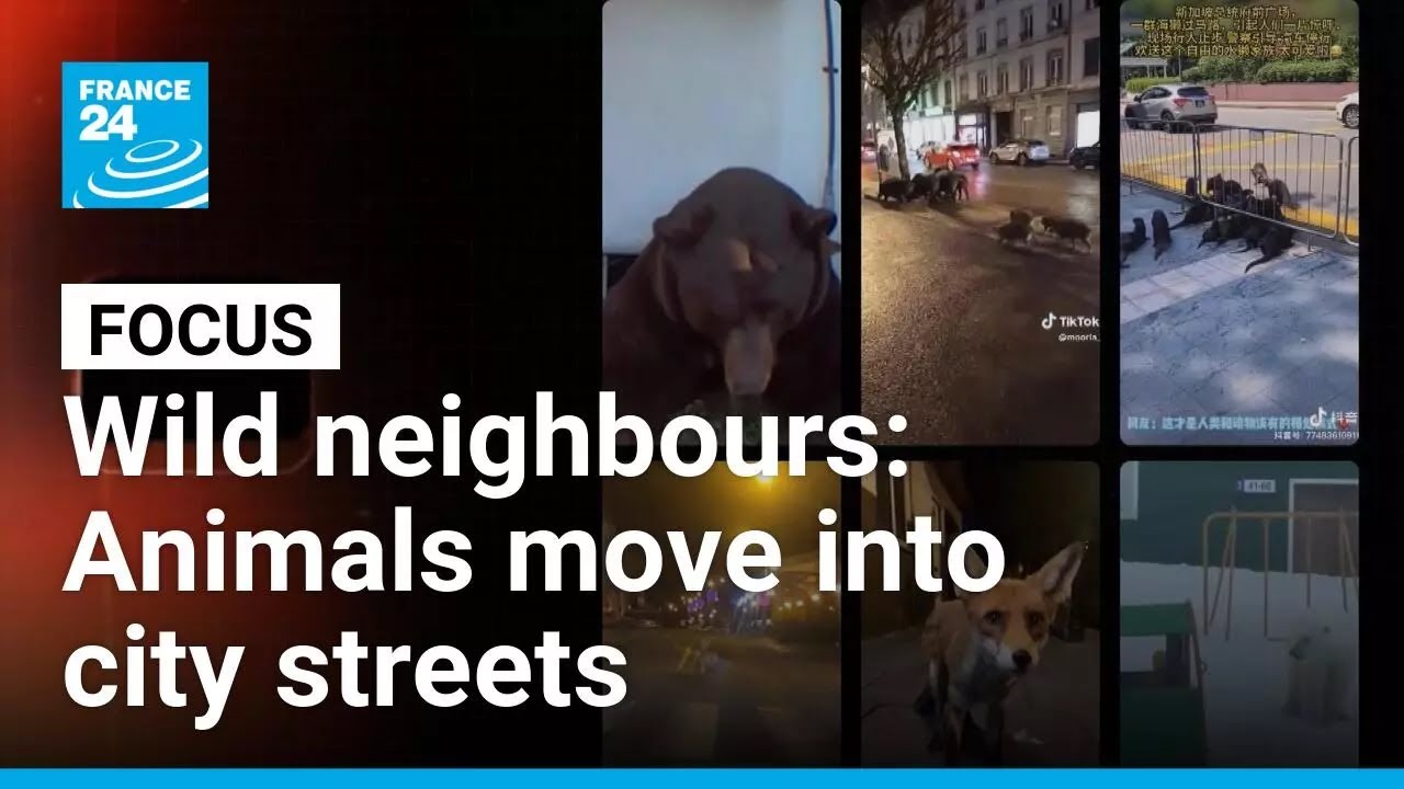 Wild neighbours: Why animals are moving into our cities? &bull; FRANCE 24 English