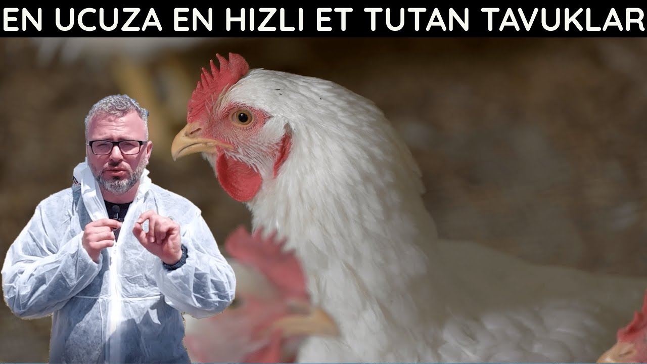 EN ÇOK ET TUTAN TAVUKLAR | DOĞAL ETLİK TAVUK YETİŞTİRİCİLİĞİ