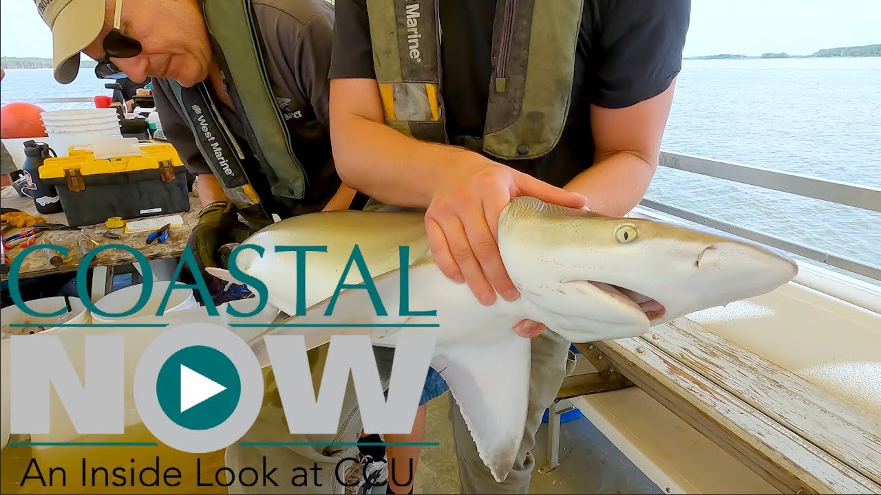 Coastal Now - Shark Research Cruise on Winyah Bay