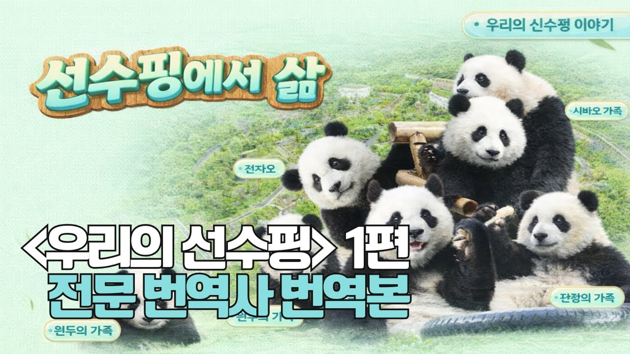 [우리의 선수핑 라이브 전편] 1월 13일 영상 푸바오 번역본