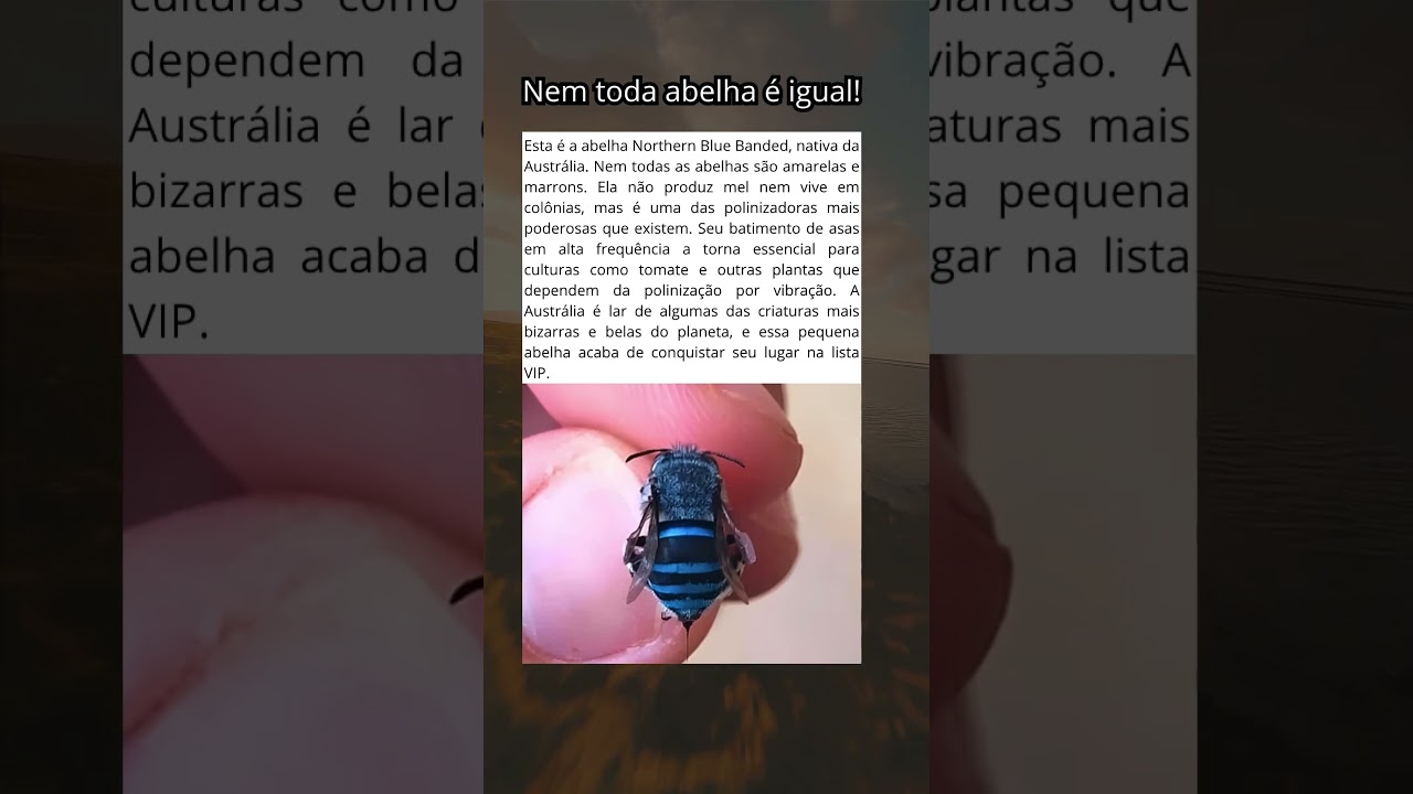A Abelha Azul Listrada do Norte: O Inseto Colorido que Voc&ecirc; Precisa Conhecer #curiosidades
