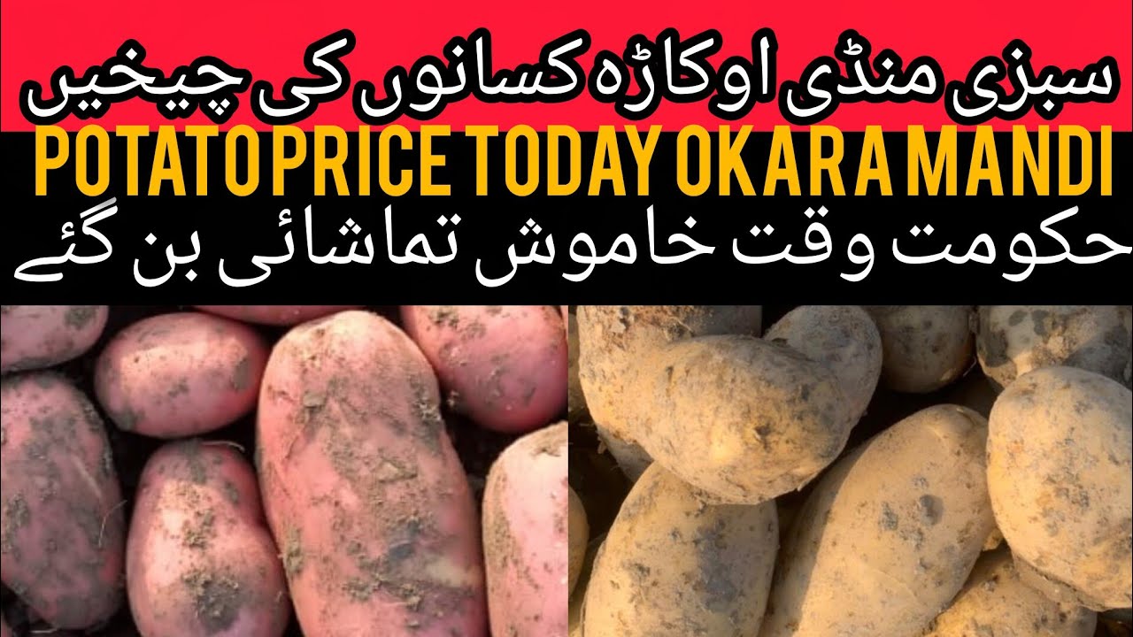 Potato mandi rate aalu rate today potato price today okara mandi Punjab 05.02.2026