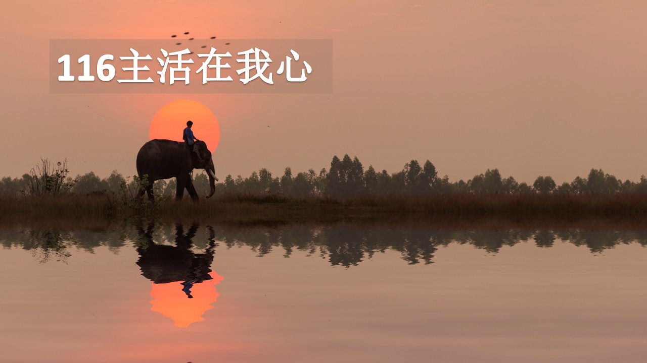 116主活在我心