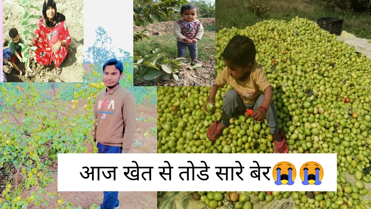 आज खेत से तोडे बहुत सारे बेर